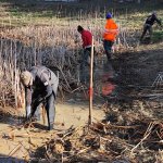 Lago della Madonna di Alto - Estirpazione manuale di typha latifolia foto di Archivio APAM